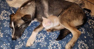 Shepsky dog and puppies