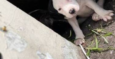 Pitbull puppies