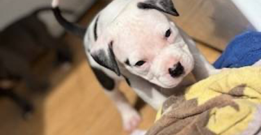 Pitbull puppies