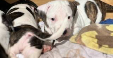 Pitbull puppies