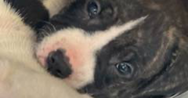 Pitbull puppies