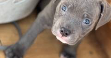 Pitbull puppies