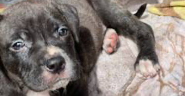 Pitbull puppies