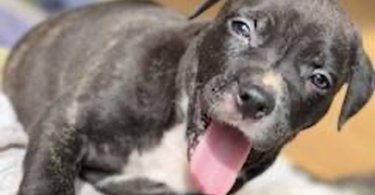 Pitbull puppies