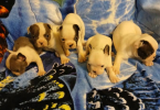 Blue eyed Frenchton puppies