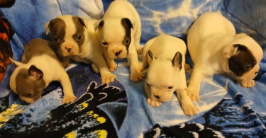 Blue eyed Frenchton puppies