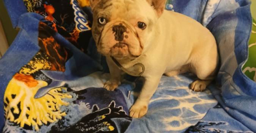 Blue eyed Frenchton puppies