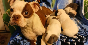 Blue eyed Frenchton puppies