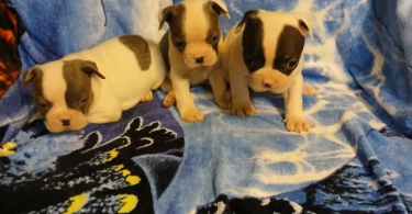 Blue eyed Frenchton puppies