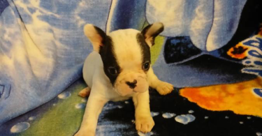 Blue eyed Frenchton puppies