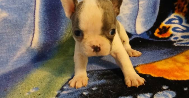 Blue eyed Frenchton puppies