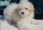 Male Shih-poo( Shih Tzu and Poodle ) puppy