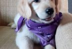 Fullblooded Golden Retriever Puppies
