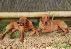 2 very rare AKC red fox labradors for sale