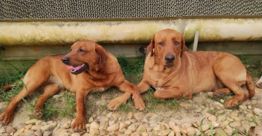 2 very rare AKC red fox labradors for sale