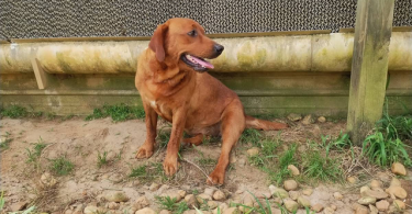 2 very rare AKC red fox labradors for sale