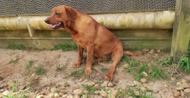 2 very rare AKC red fox labradors for sale