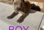 9 sweet pitbull puppies for sale