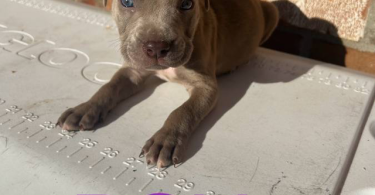 9 sweet pitbull puppies for sale