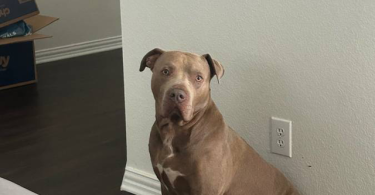 9 sweet pitbull puppies for sale