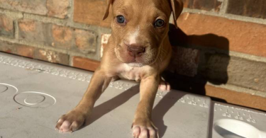 9 sweet pitbull puppies for sale
