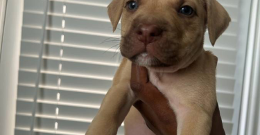 9 sweet pitbull puppies for sale