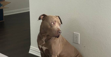 9 sweet pitbull puppies for sale