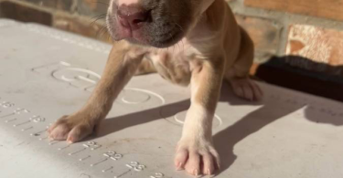 9 sweet pitbull puppies for sale
