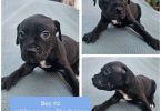 4 pit puppies available