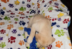 3 Pyrador puppies adoption fee