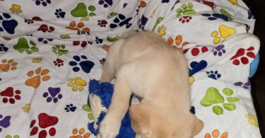 3 Pyrador puppies adoption fee