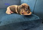 AKC registered miniature dachshund puppies for sale