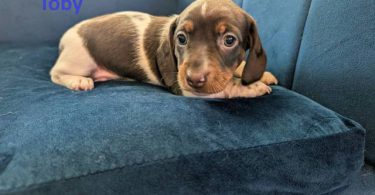 AKC registered miniature dachshund puppies for sale