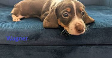 AKC registered miniature dachshund puppies for sale