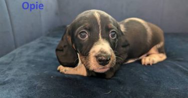 AKC registered miniature dachshund puppies for sale