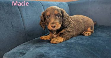 AKC registered miniature dachshund puppies for sale