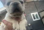 5 French Bulldog puppies for sale
