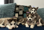 3 Huskies need forever home