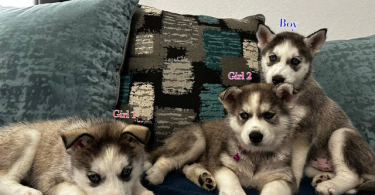 3 Huskies need forever home