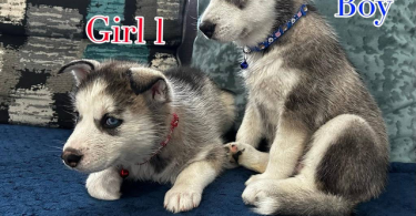 3 Huskies need forever home