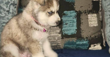 3 Huskies need forever home