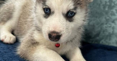 3 Huskies need forever home