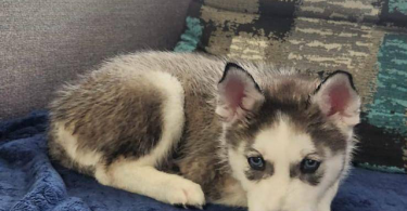 3 Huskies need forever home