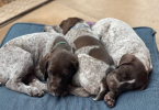 AKC registered German Shorthair Pointer Puppies