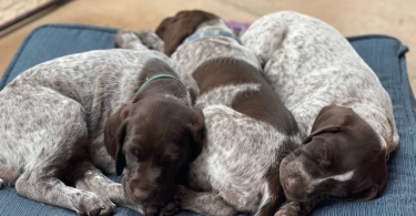 AKC registered German Shorthair Pointer Puppies