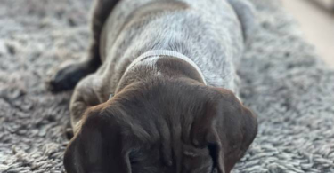AKC registered German Shorthair Pointer Puppies