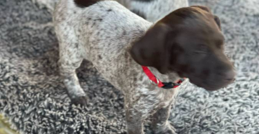 AKC registered German Shorthair Pointer Puppies
