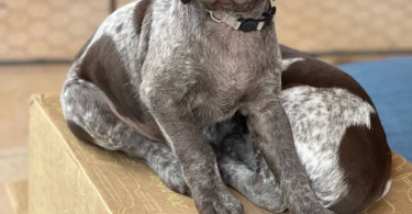 AKC registered German Shorthair Pointer Puppies