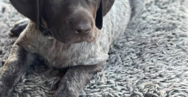 AKC registered German Shorthair Pointer Puppies