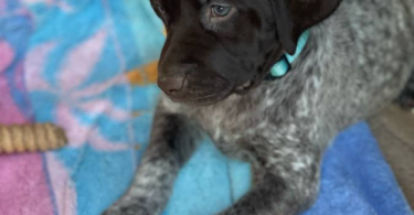 AKC registered German Shorthair Pointer Puppies